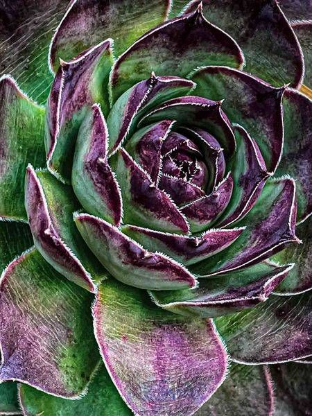 Hen's & Chick's Photography Art | Kimberly Umstead Photography