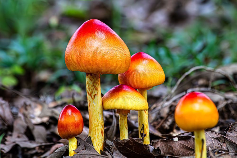 Caesar Mushrooms Photography Art | Kimberly Umstead Photography