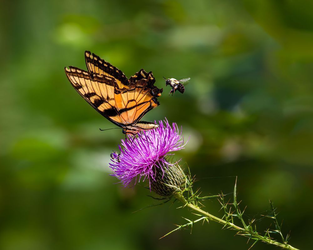 Incoming Photography Art | Kimberly Umstead Photography