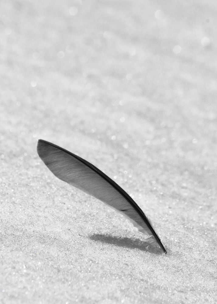 Lone Feather Photography Art | Kimberly Umstead Photography