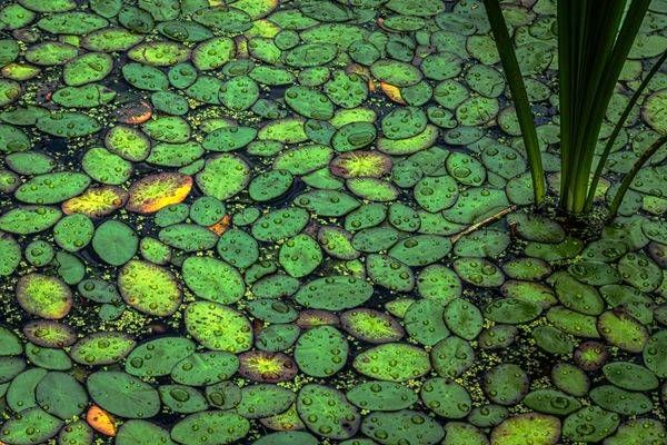 Lily Pads 2 Photography Art | Kimberly Umstead Photography