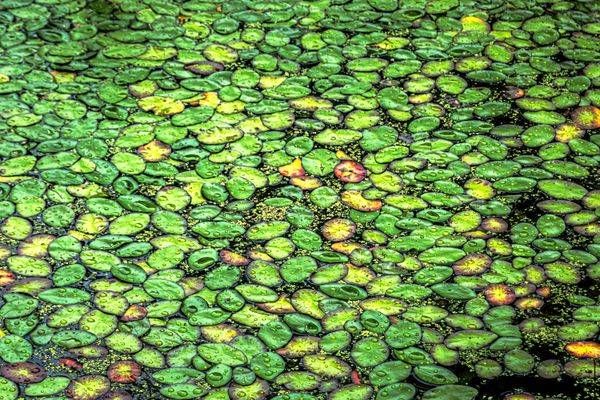 Lily Pads Photography Art | Kimberly Umstead Photography