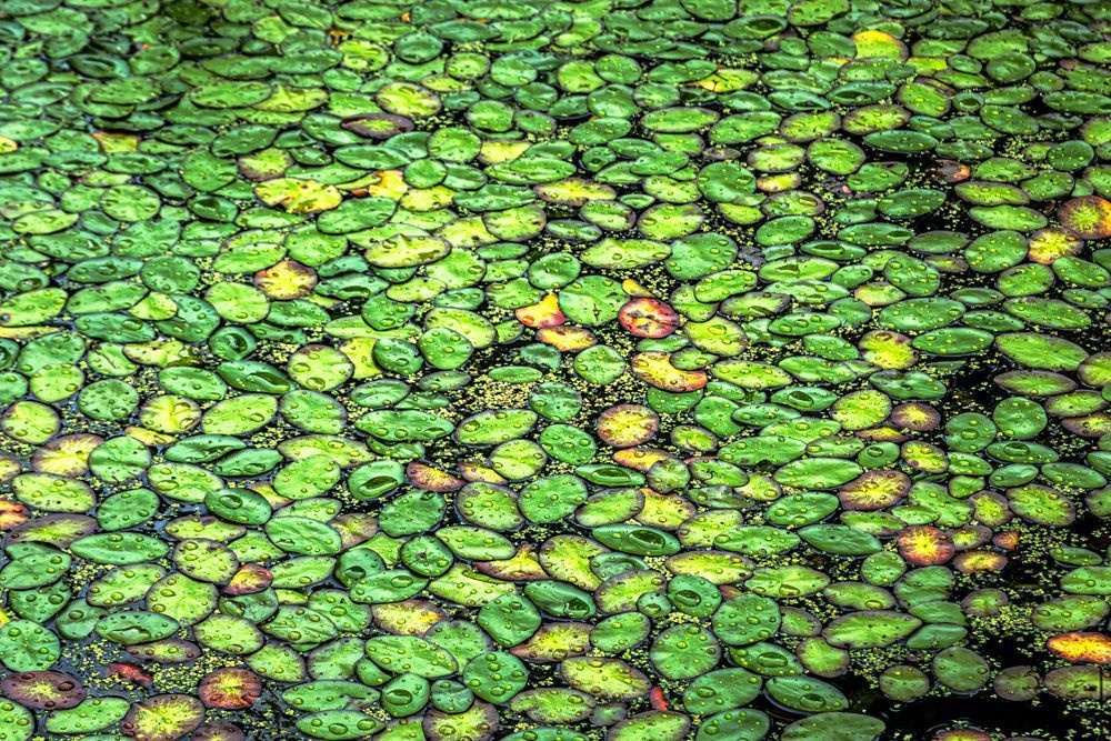 Lily Pads Photography Art | Kimberly Umstead Photography
