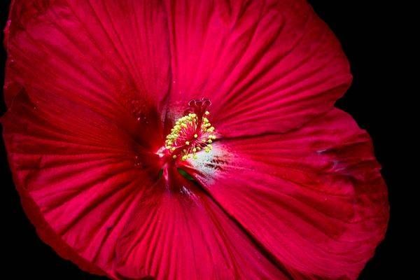Red Hybiscus 1 Of 1 Photography Art | Kimberly Umstead Photography