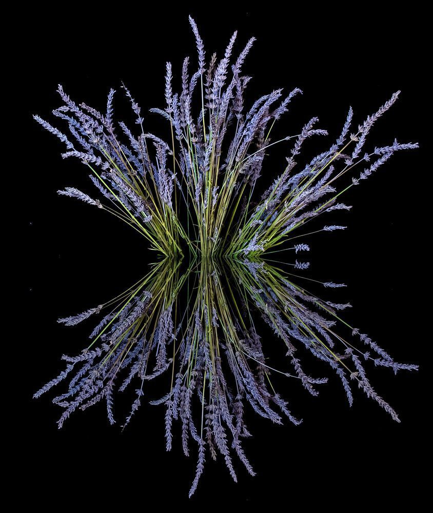 Lavender Reflection Photography Art | Kimberly Umstead Photography
