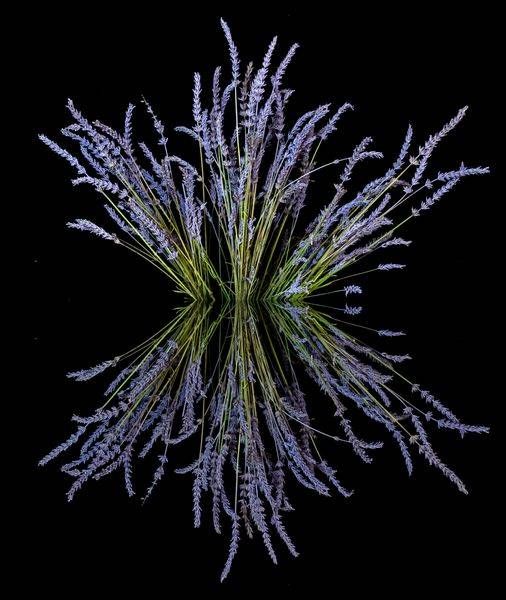 Lavender Reflection Photography Art | Kimberly Umstead Photography