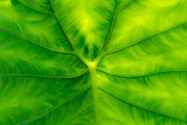 Soft Elephant Ear Photography Art | Kimberly Umstead Photography