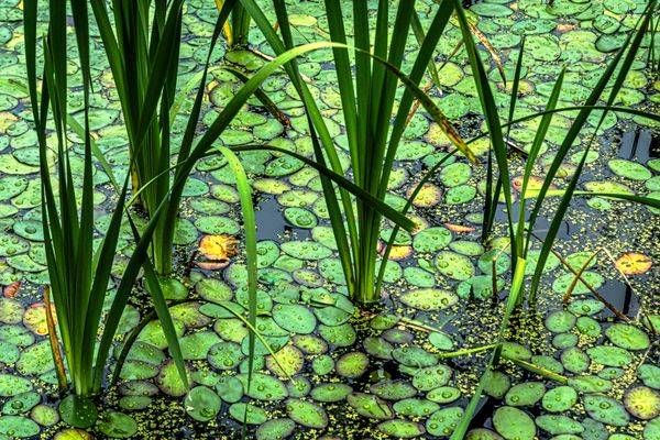 Lilly Pads Cattails Photography Art | Kimberly Umstead Photography