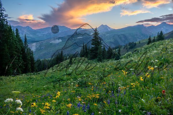Twilight In Bloom Crested Butte Photography Art | Michelle Leslye Photography