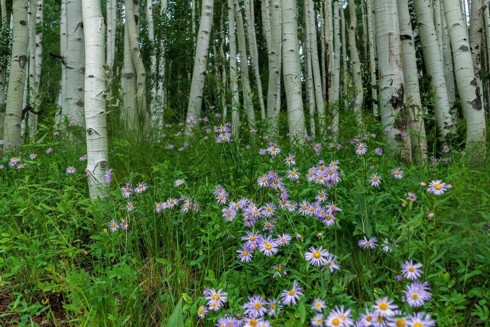 Crested Butte Colorado 2 Photography Art | Michelle Leslye Photography