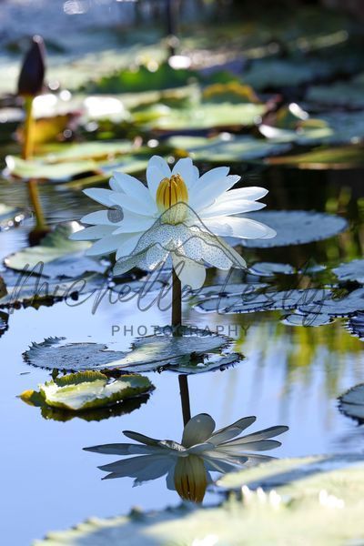 Sunlit Stillness Photography Art | Michelle Leslye Photography