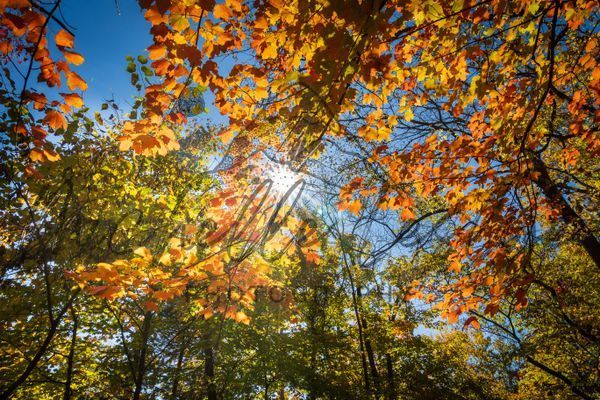 Sunburst Through The Canopy Photography Art | Michelle Leslye Photography