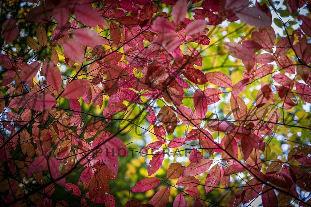 Colors In The Canopy Photography Art | Michelle Leslye Photography