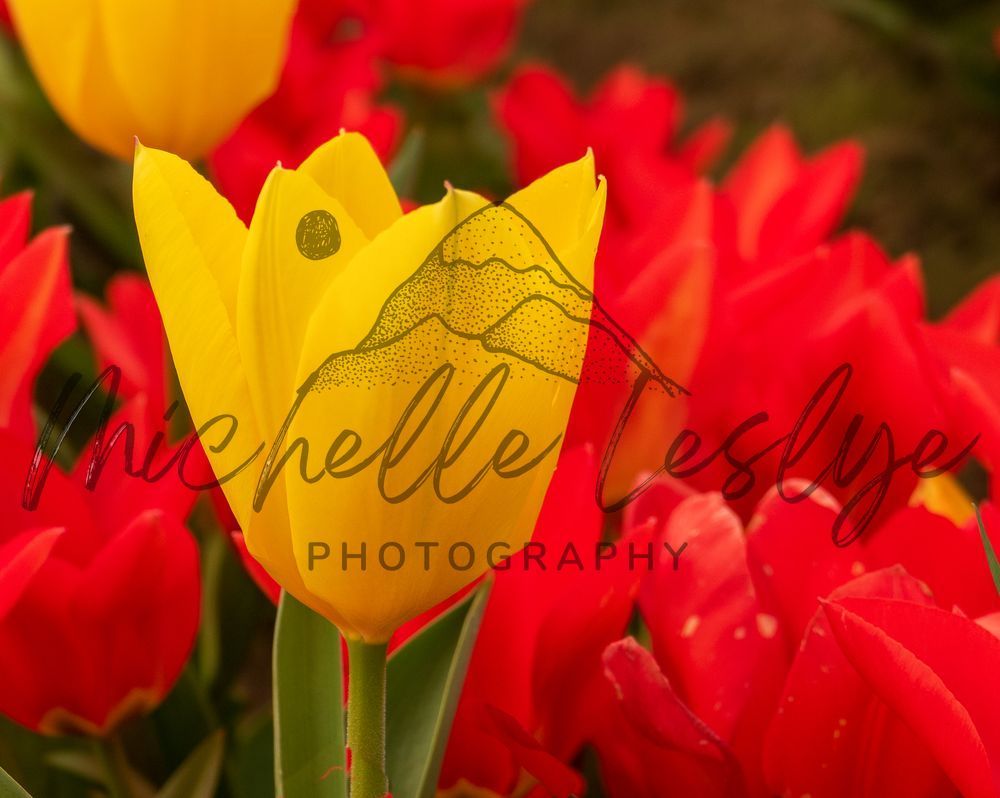 Flame Kissed Tulips Photography Art | Michelle Leslye Photography