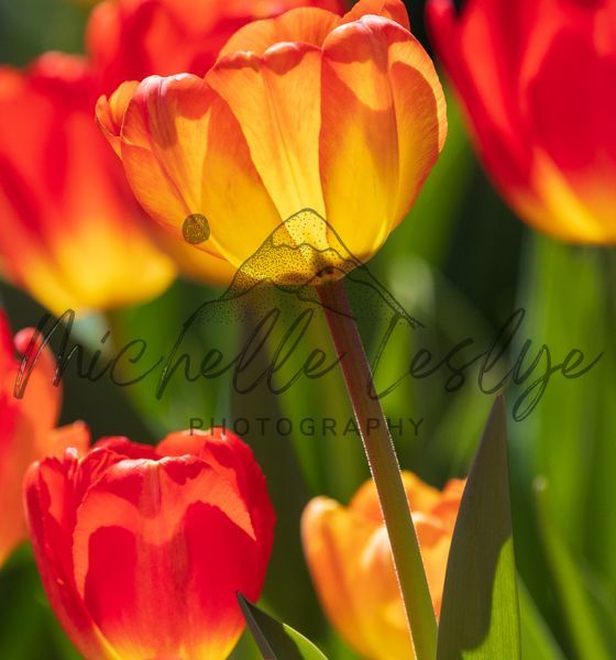 Blazing Petals Tulips Photography Art | Michelle Leslye Photography