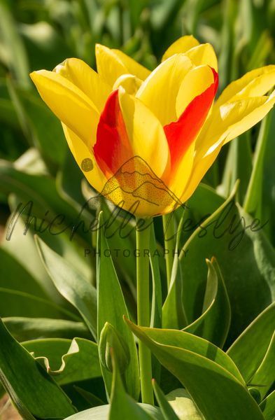 Golden Blaze Tulip Photography Art | Michelle Leslye Photography