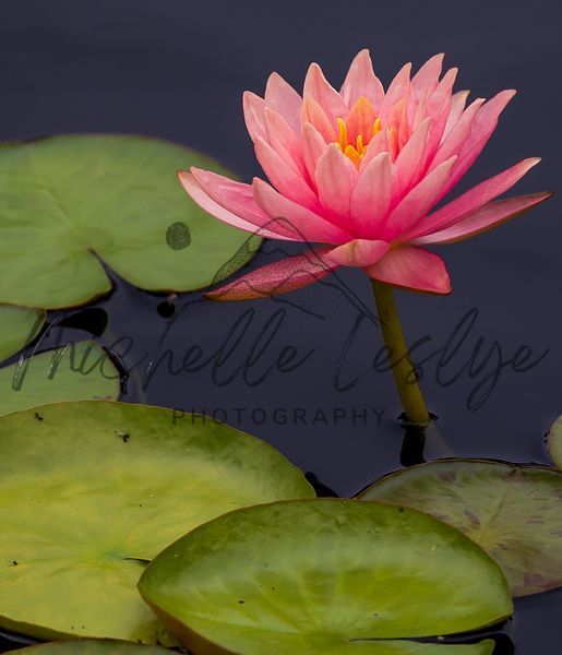 Rosewater Dreams Photography Art | Michelle Leslye Photography