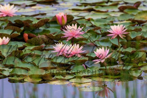 Whispers In Pink Photography Art | Michelle Leslye Photography