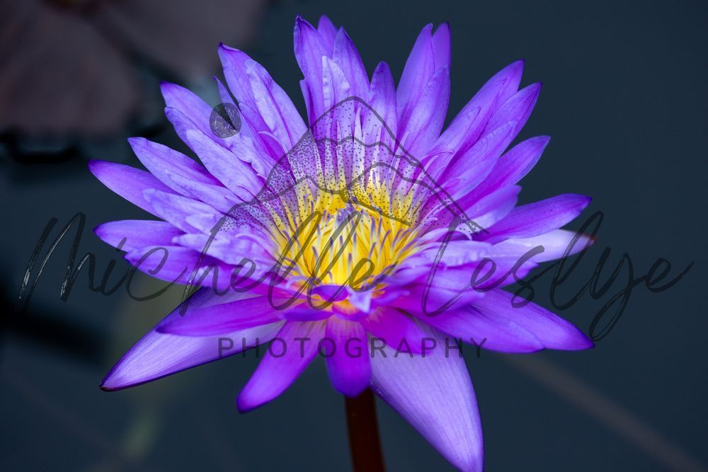 Purple Majesty Photography Art | Michelle Leslye Photography