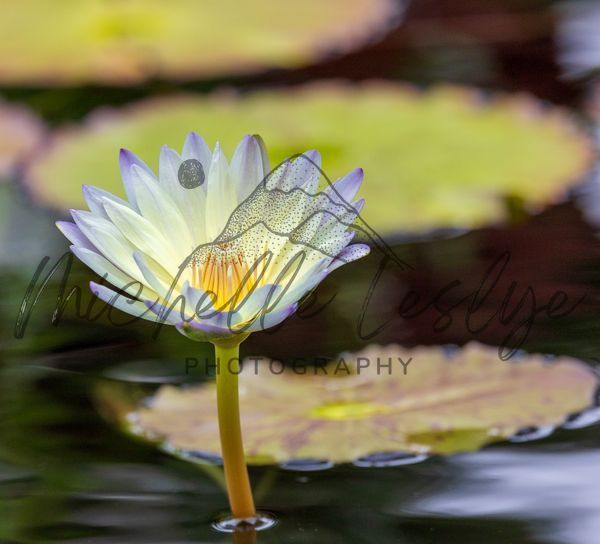 Lily Light Photography Art | Michelle Leslye Photography