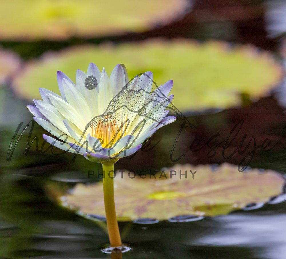 Lily Light Photography Art | Michelle Leslye Photography