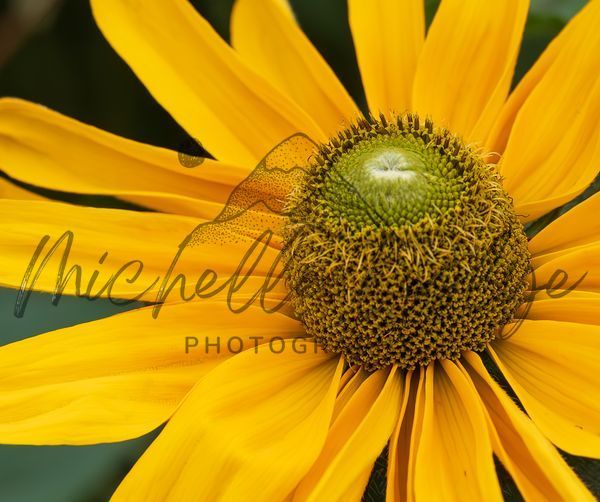 Sunburst Beauty Photography Art | Michelle Leslye Photography