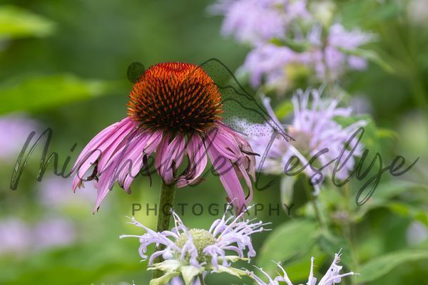 Blushing Beauty Photography Art | Michelle Leslye Photography