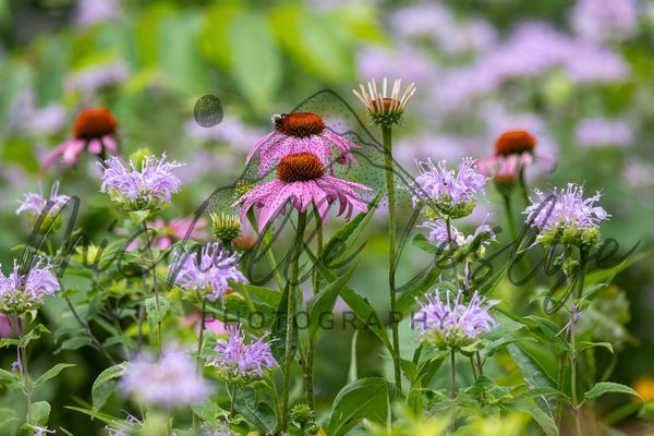 Colorful Harmony Photography Art | Michelle Leslye Photography