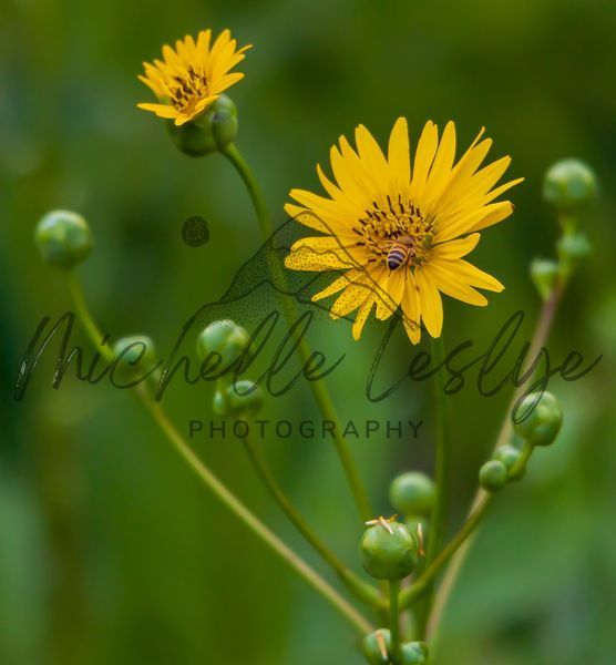 Sunshine In Bloom Photography Art | Michelle Leslye Photography