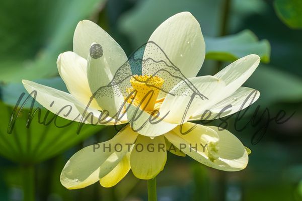 Golden Lotus Photography Art | Michelle Leslye Photography