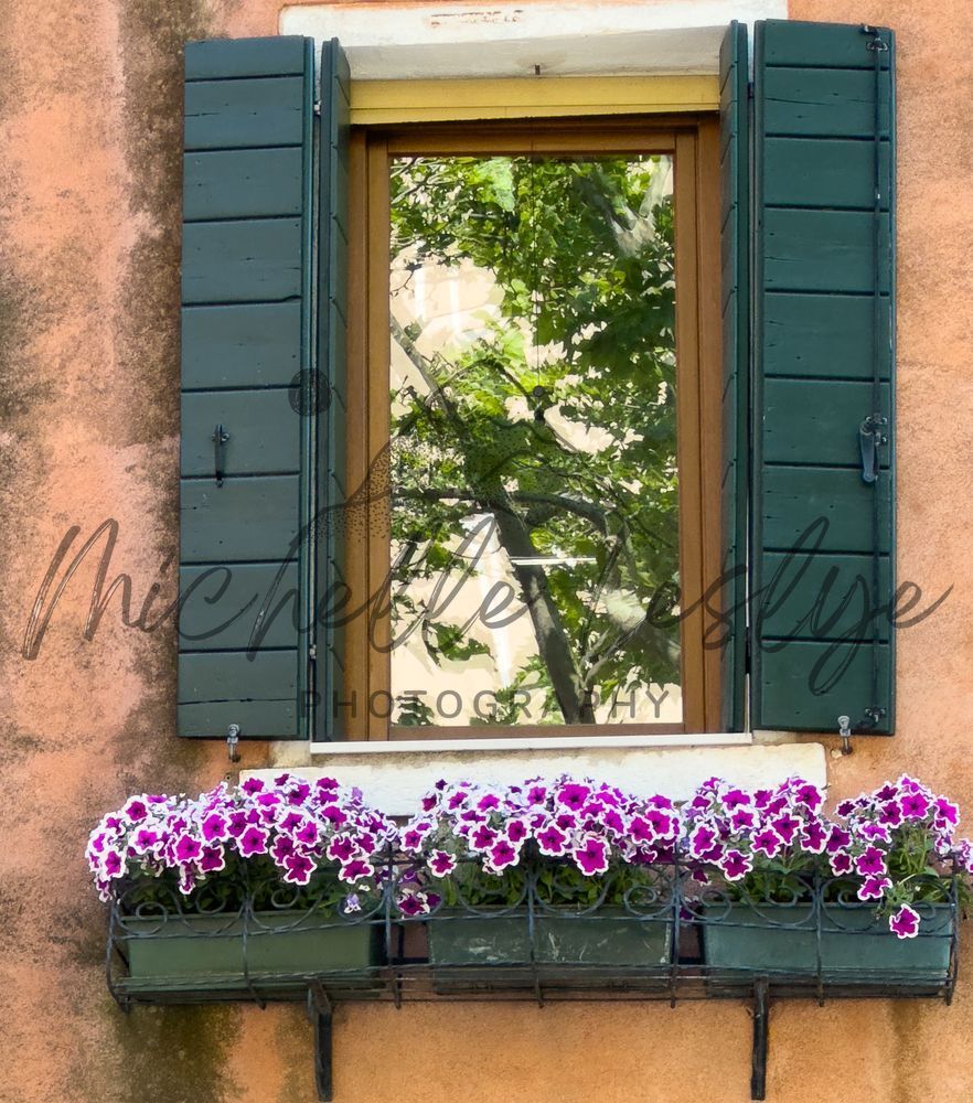 Blooming Through The Pane Photography Art | Michelle Leslye Photography