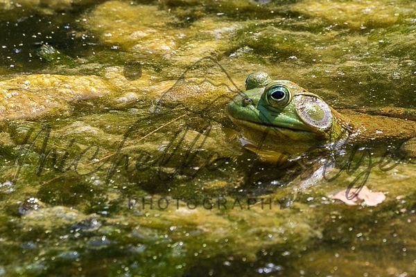 "Heads Up" Photography Art | Michelle Leslye Photography