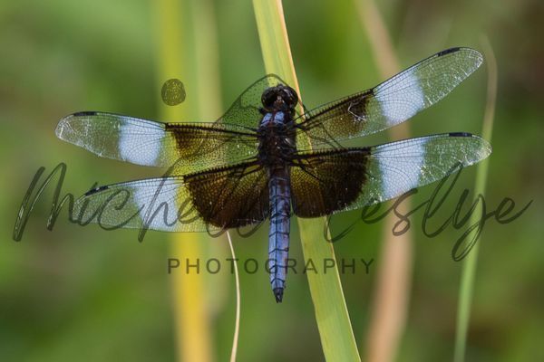 Stillness In Flight Photography Art | Michelle Leslye Photography