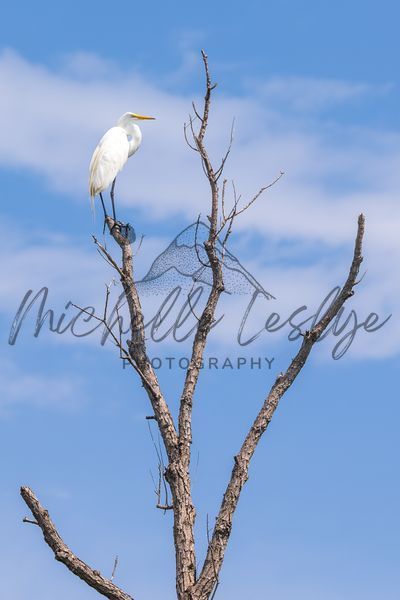 Among The Treetops Photography Art | Michelle Leslye Photography