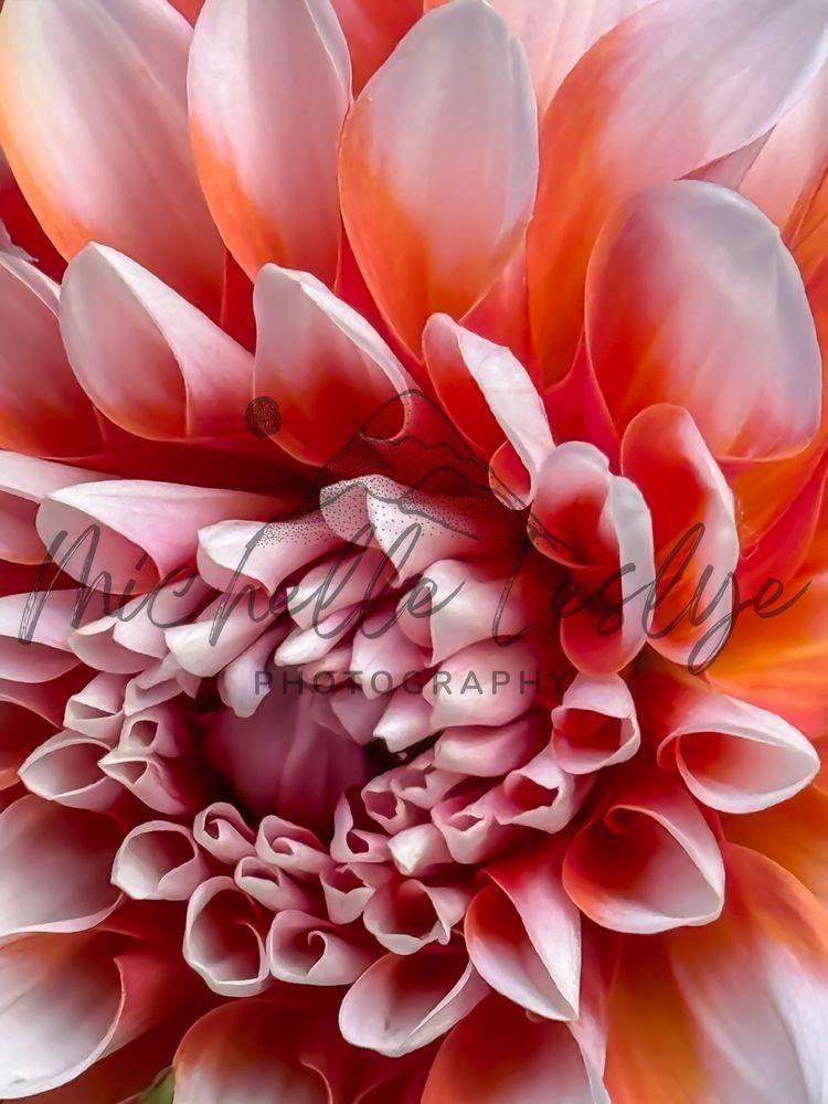 Twighlight Bloom Photography Art | Michelle Leslye Photography