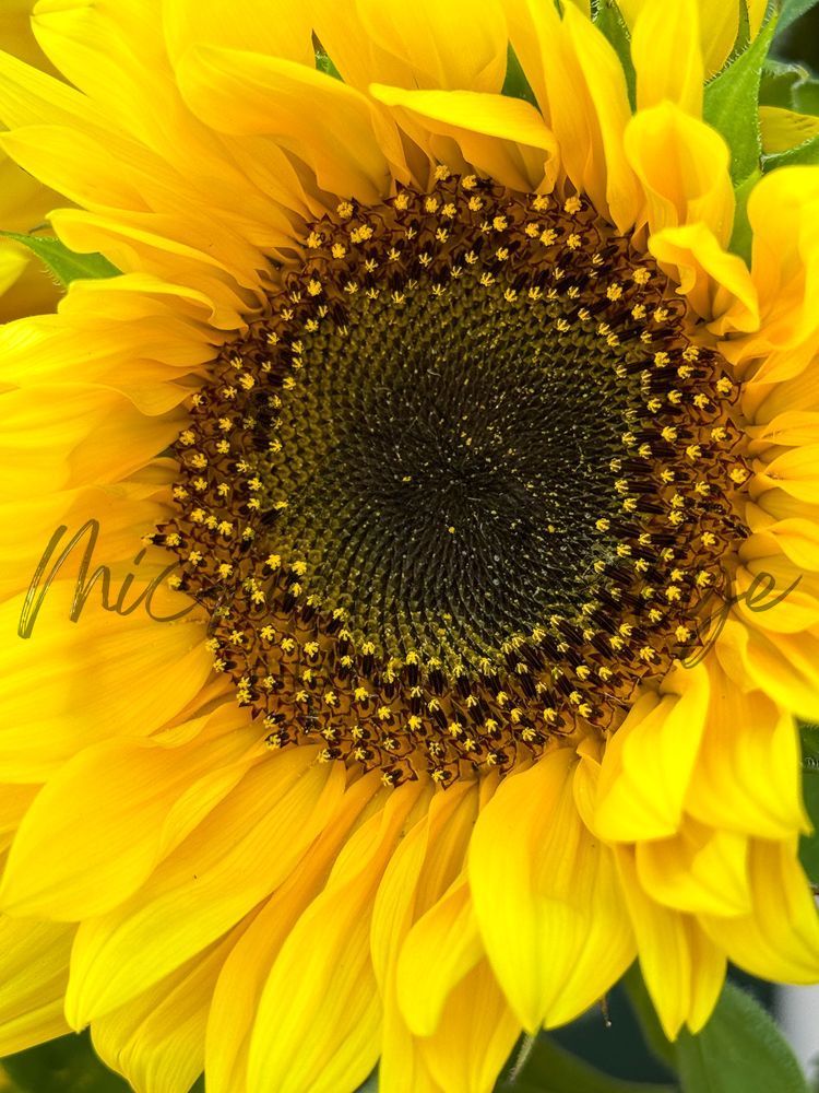 Sun's Embrace Photography Art | Michelle Leslye Photography