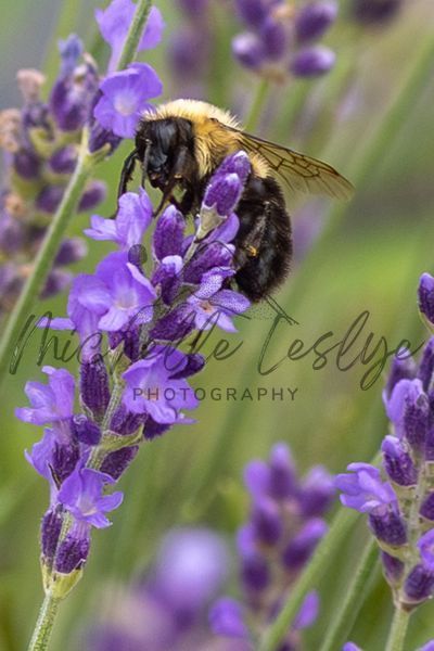 Petals And Wings Photography Art | Michelle Leslye Photography