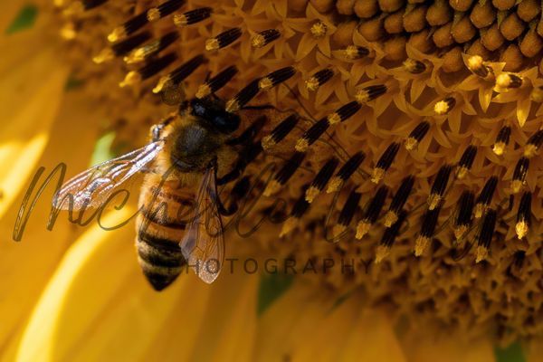 Buzzing In The Sun Photography Art | Michelle Leslye Photography