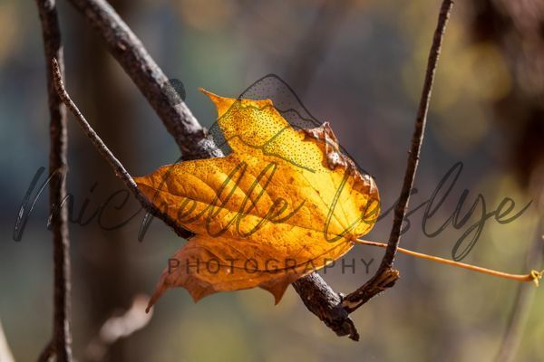 Golden Solitude Photography Art | Michelle Leslye Photography
