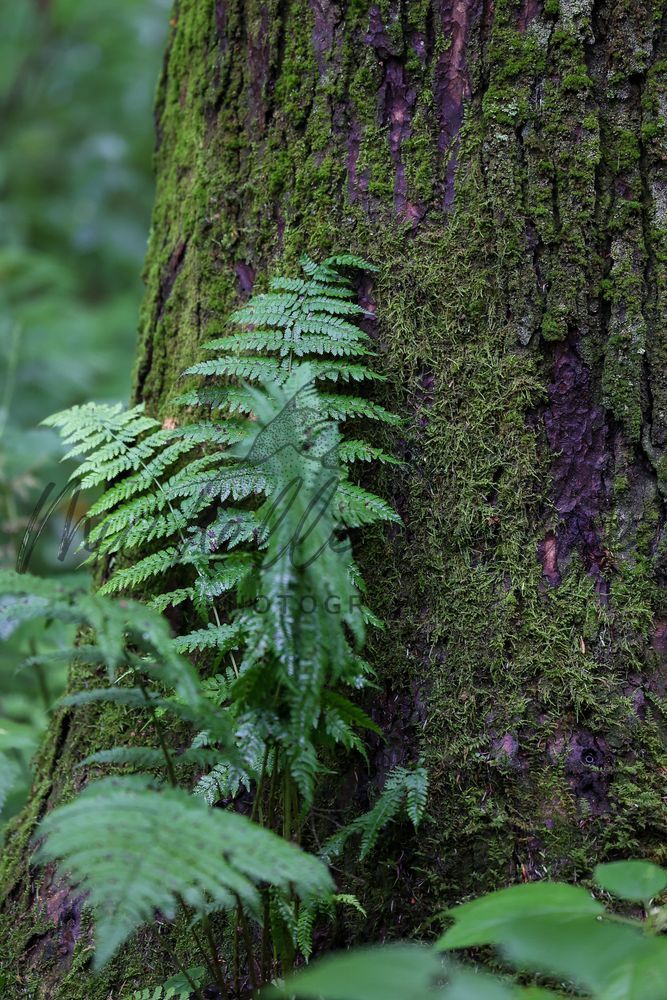 Mossy Embrace Photography Art | Michelle Leslye Photography