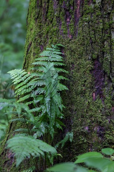 Mossy Embrace Photography Art | Michelle Leslye Photography