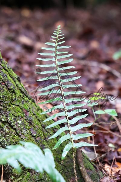 Crimson And Fern Photography Art | Michelle Leslye Photography