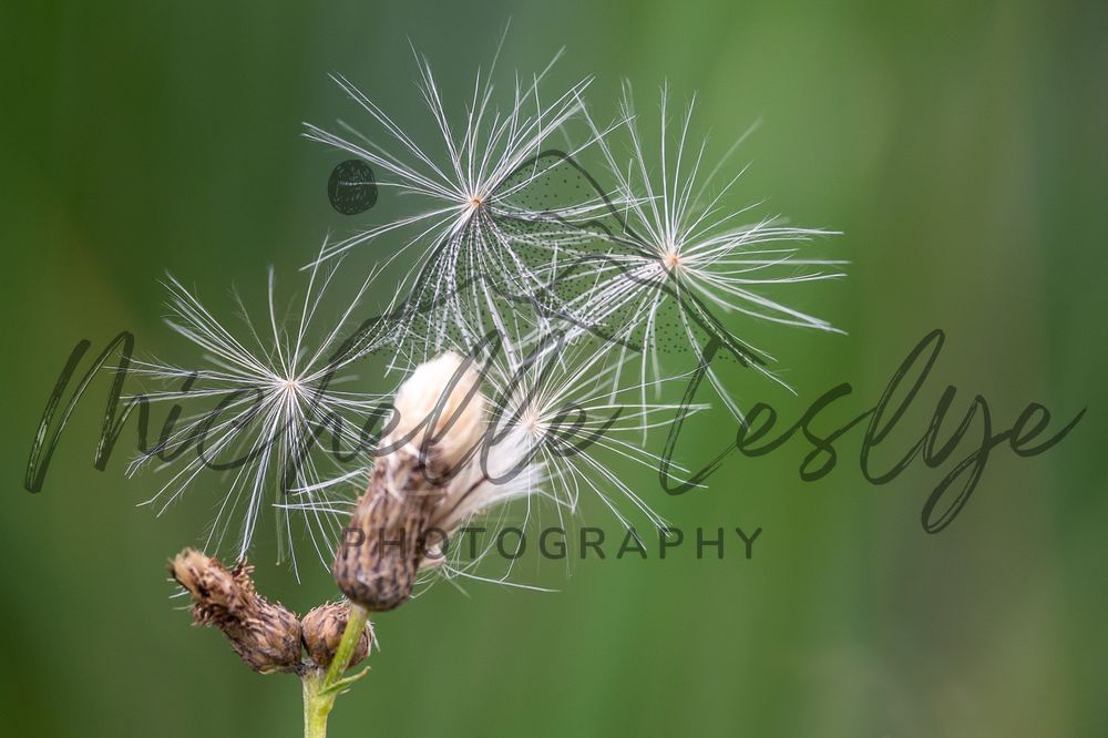 Fluff In Flight Photography Art | Michelle Leslye Photography
