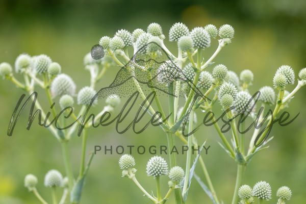 Whispers In Green Photography Art | Michelle Leslye Photography