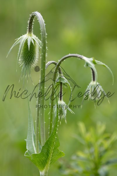 Gentle Green Arc Photography Art | Michelle Leslye Photography