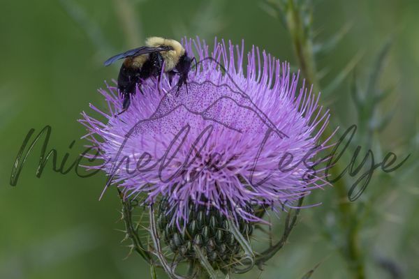 Purple Pause Photography Art | Michelle Leslye Photography