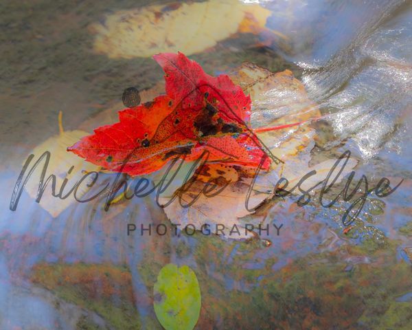 Crimson Leaf On Velvet Waters West Virginia Photography Art | Michelle Leslye Photography