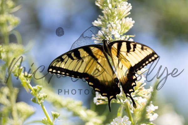 White Blossom Waltz Photography Art | Michelle Leslye Photography