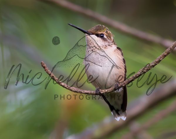 Hummingbird Wings At Rest Photography Art | Michelle Leslye Photography