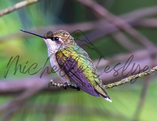 Nature's Jewel At Rest Photography Art | Michelle Leslye Photography